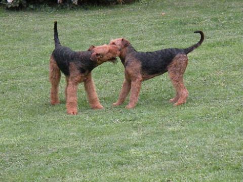 Airedale Terrier Liebhaberzucht vom Sandbend -  in Blankenheim in Blankenheim