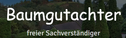 Baumgutachten in Berlin: Expertenwissen für Ihre Bäume in Berlin